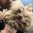 Dog Covered With Matted Fur Is So Happy After His Makeover