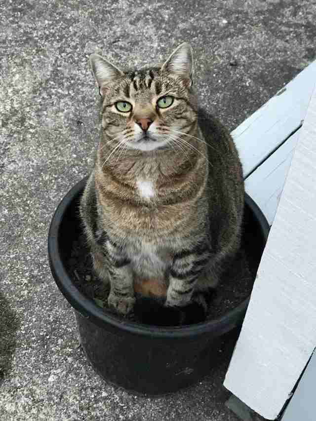 Lazy Cat Pretends He S Too Fat To Fit Through Cat Door The