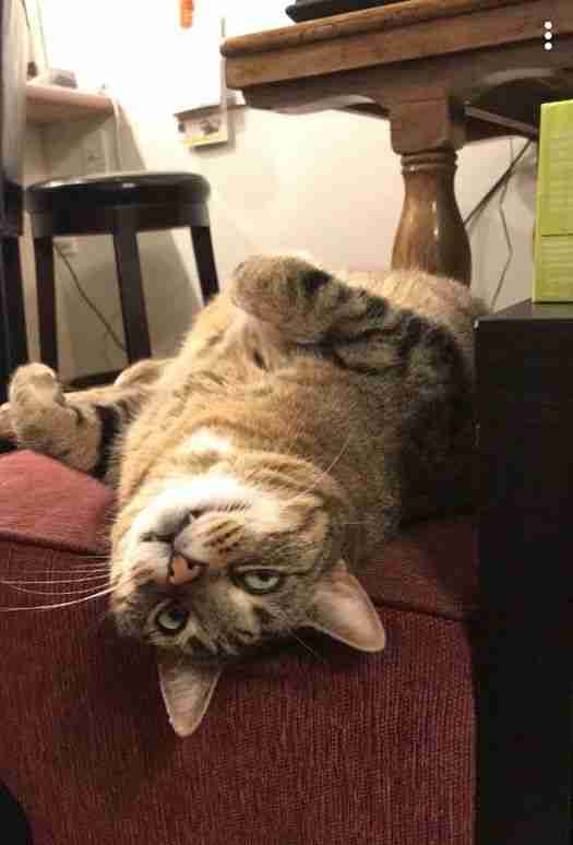 Lazy Cat Pretends He S Too Fat To Fit Through Cat Door The