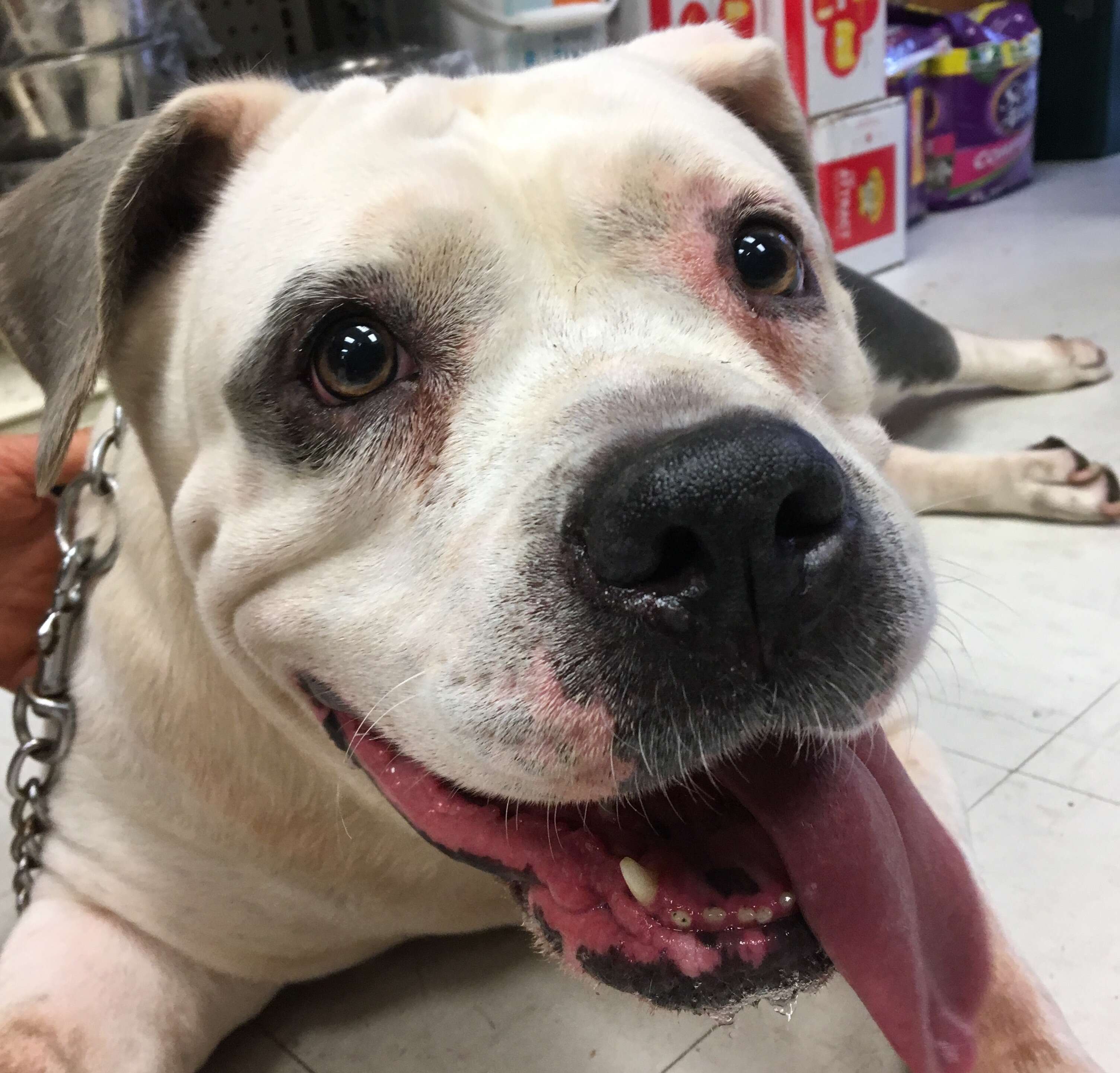 Mamas at Sean Casey Animal Rescue waiting to be adopted