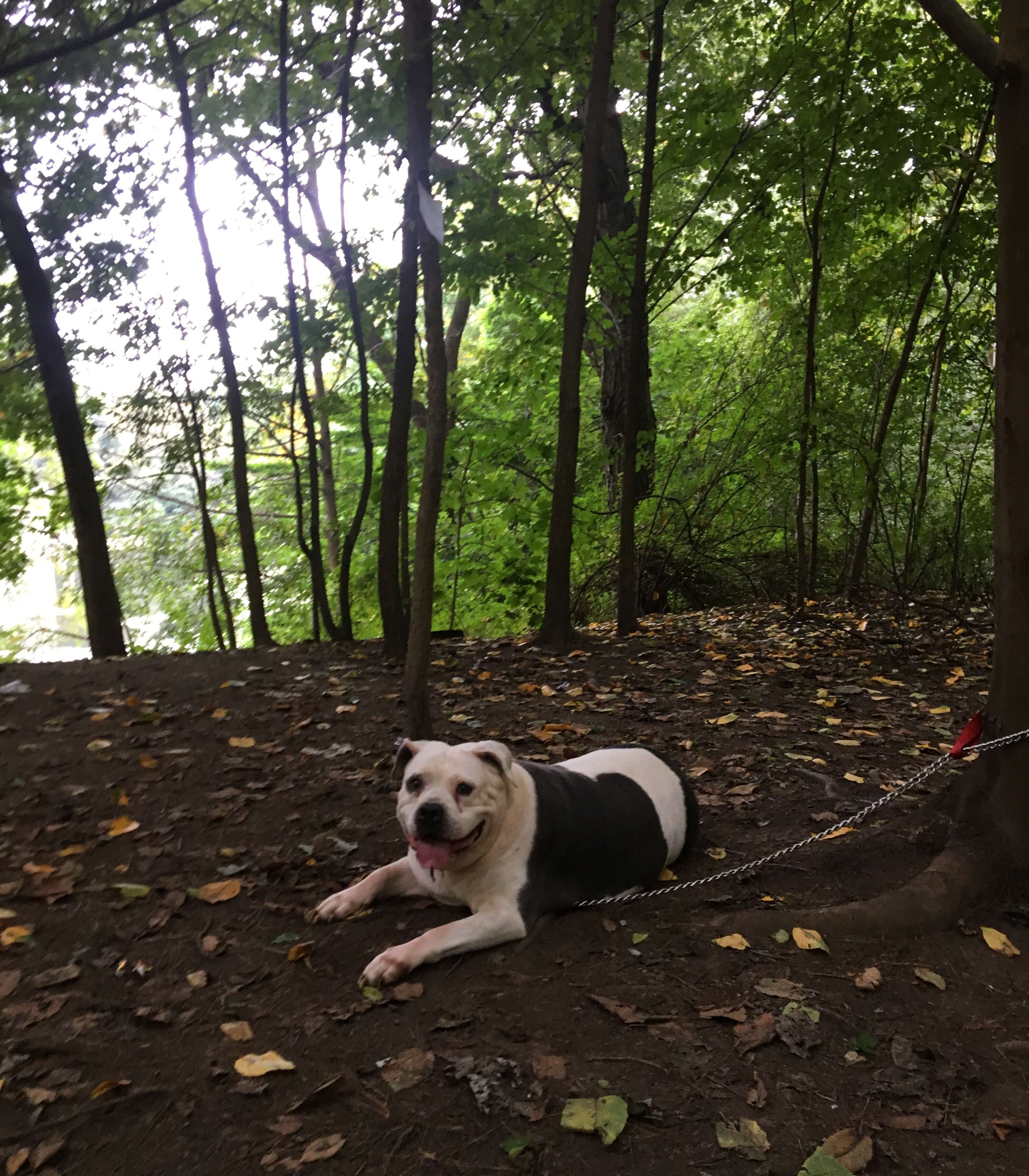 Pit bull, Mamas, abandoned in Prospect Park 