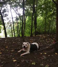 Pit bull, Mamas, abandoned in Prospect Park