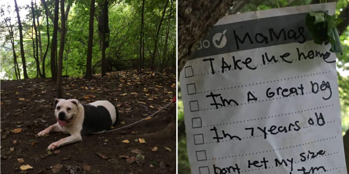 Dog Walker Finds Abandoned Pit Bull With Sad Note In Prospect Park ...