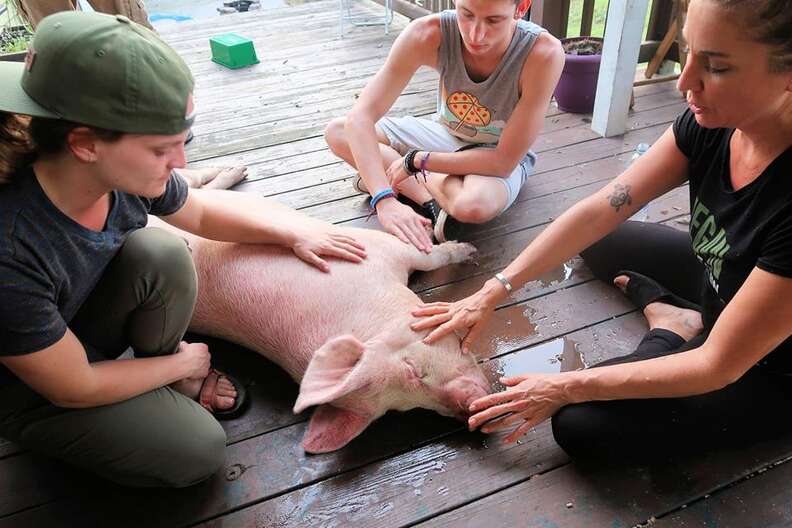 People petting pig on a porch