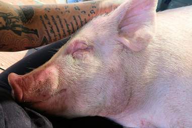 Pig relaxing in someone's lap