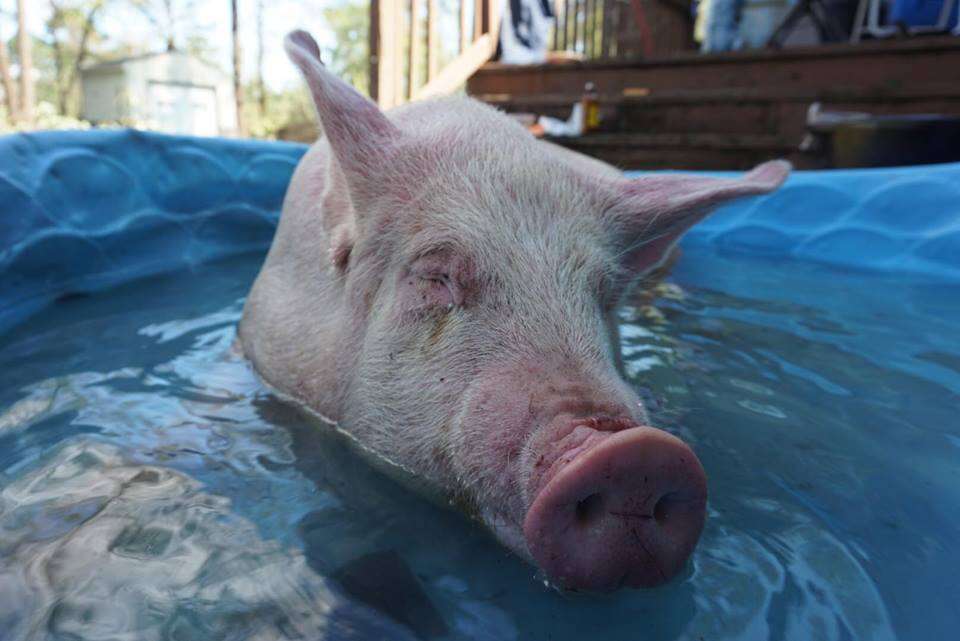 Pig wading in pool