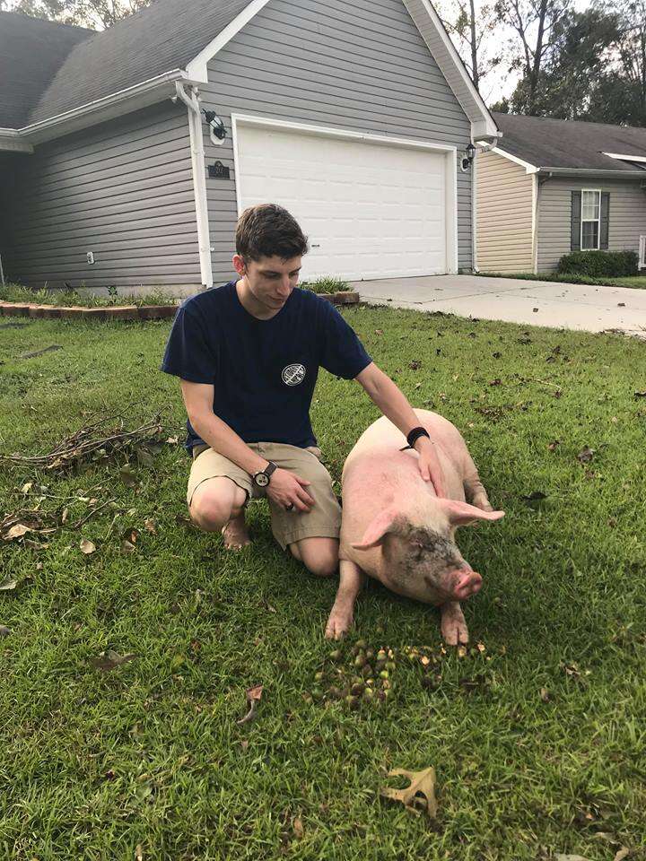 Young man standing next to pig