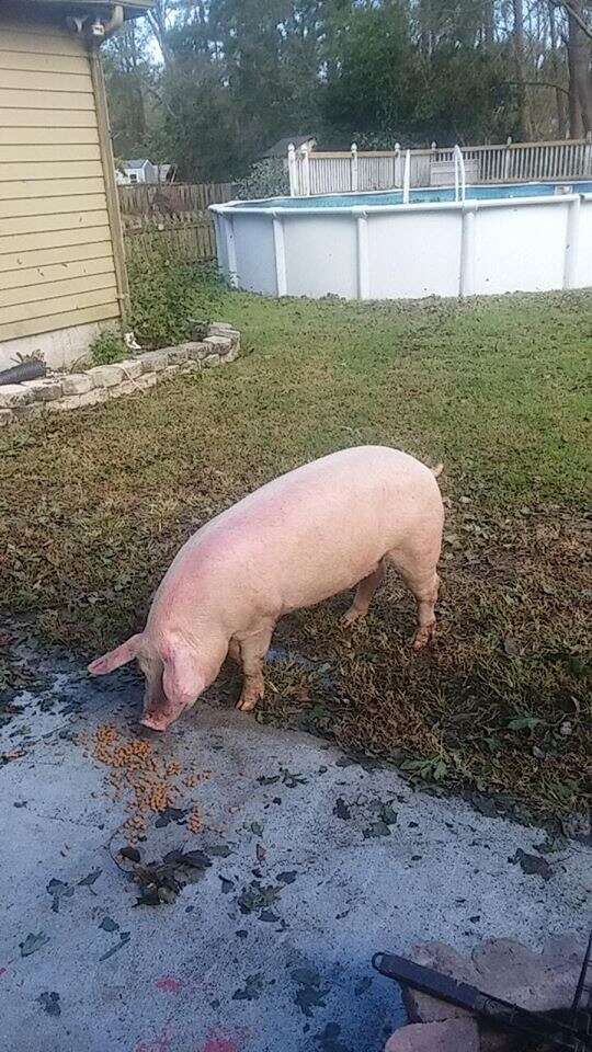 Pig standing near wet driveway