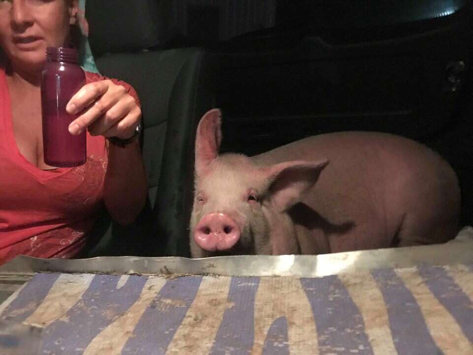 Pig riding inside car