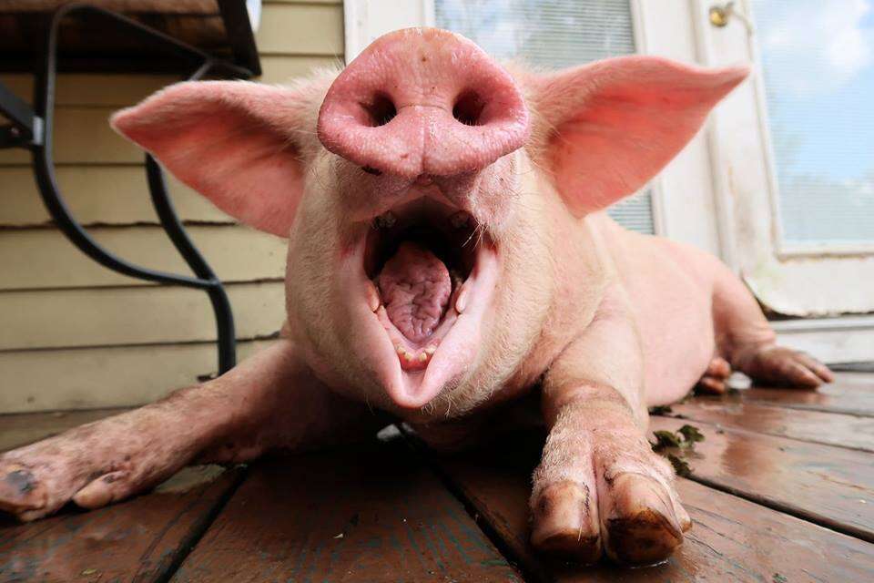 Pig with smiling open mouth