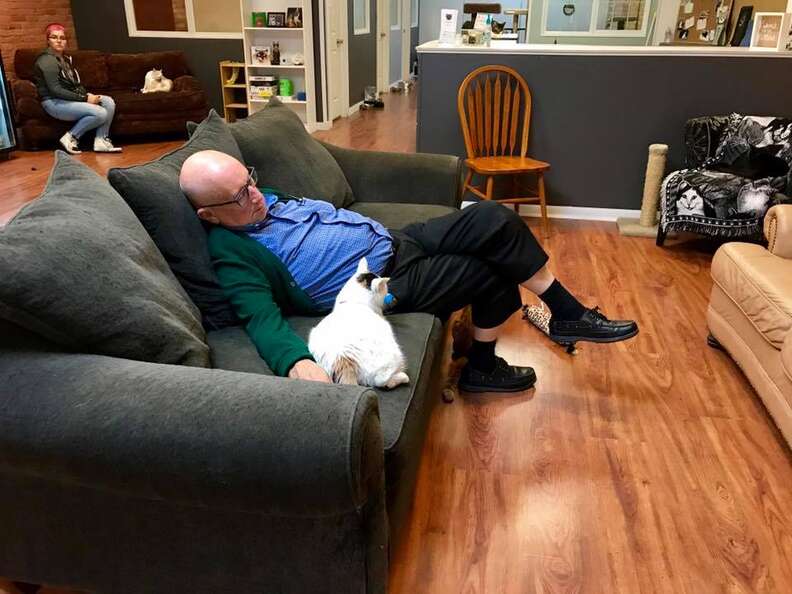 volunteer falls asleep with cats