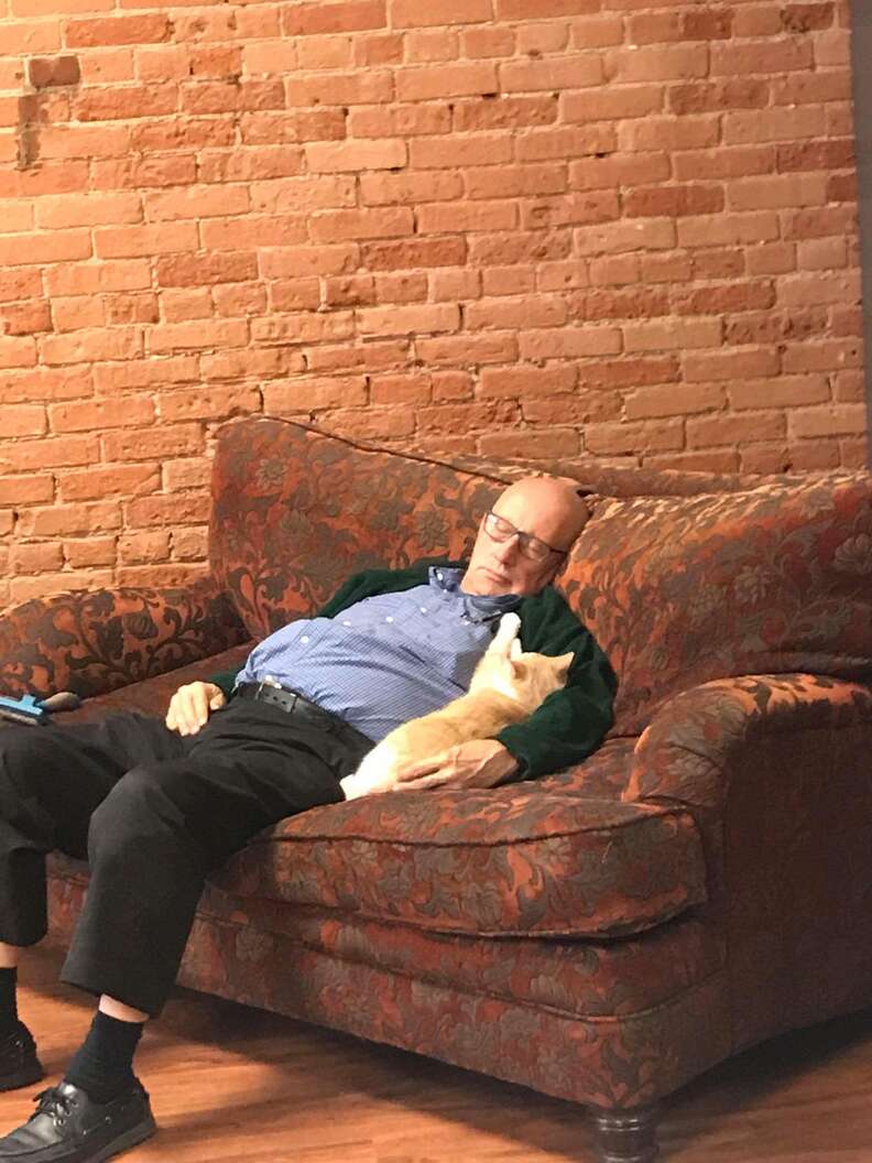 volunteer falls asleep with cats