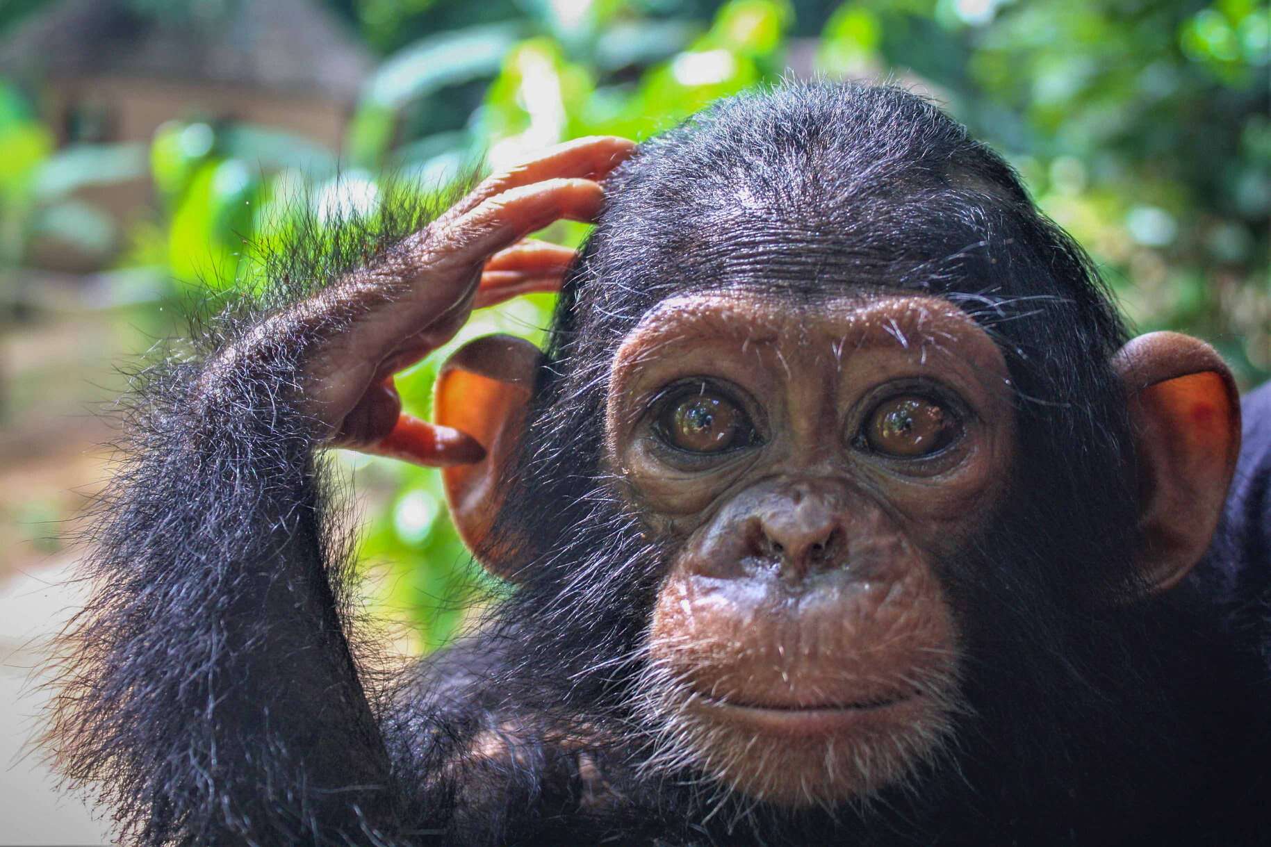 Orphaned baby chimp saved in Cameroon