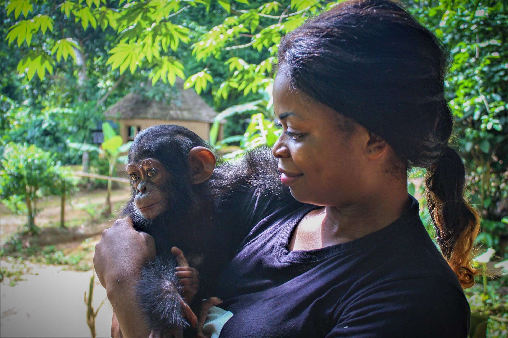 Orphaned baby chimp saved in Cameroon