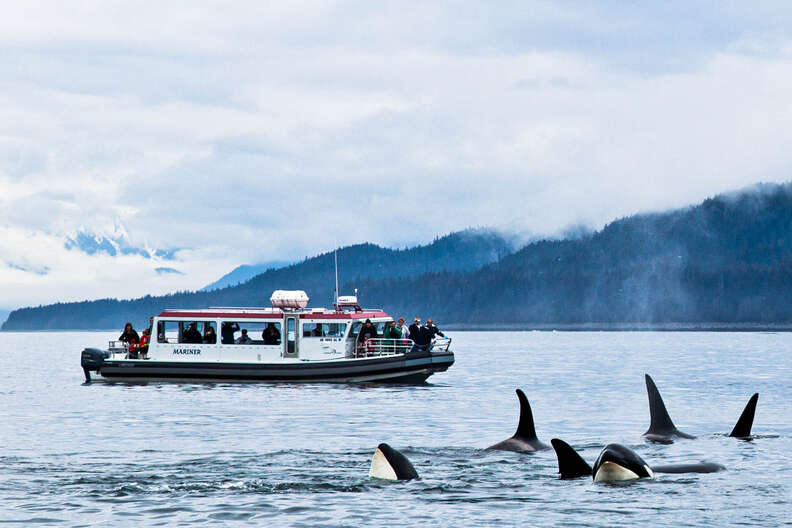 Hikers on the “Alaska's Whales, Glaciers & Rainforest" Trip with Gastineau Guiding 