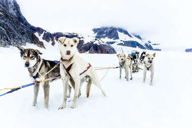 dogs in harnesses ready to sled