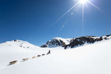 Alaskan dogsledding