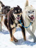 Dog Sledding in Alaska Is the Once-in-a-Lifetime Experience You Have to Try