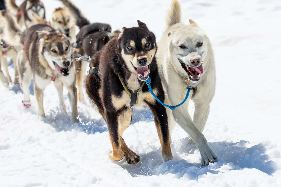 what makes a good sled dog