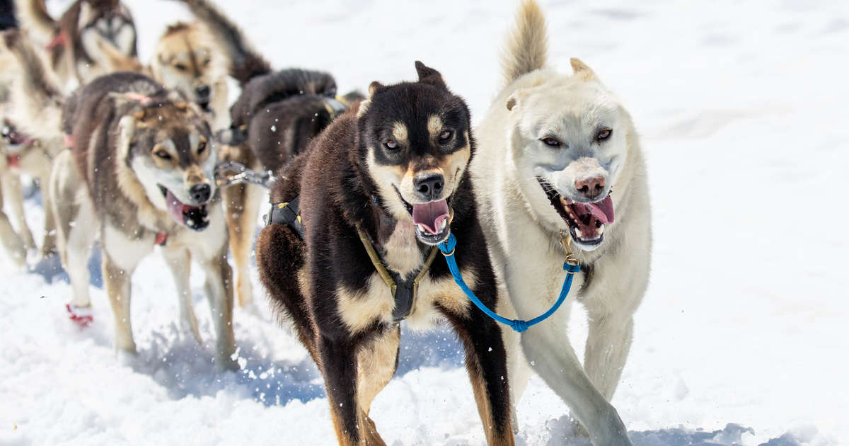 mushing dog breeds