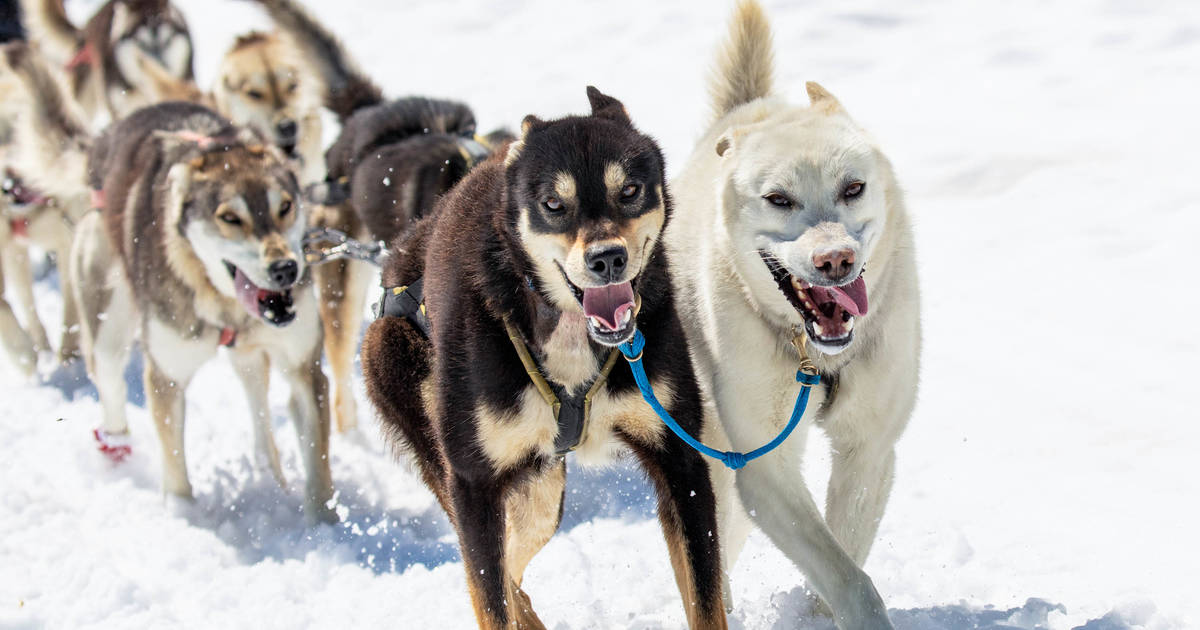 how far can a typical dog team pull a sled in one day