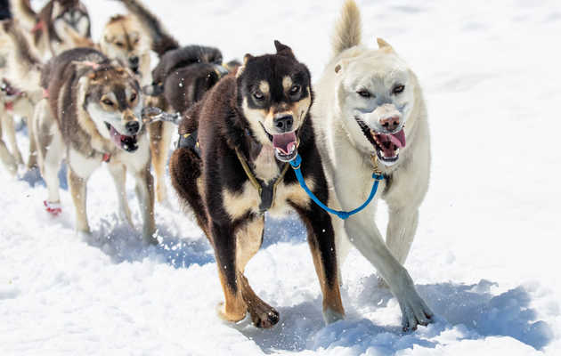 Dog Sledding in Alaska Is the Once-in-a-Lifetime Experience You Have to Try