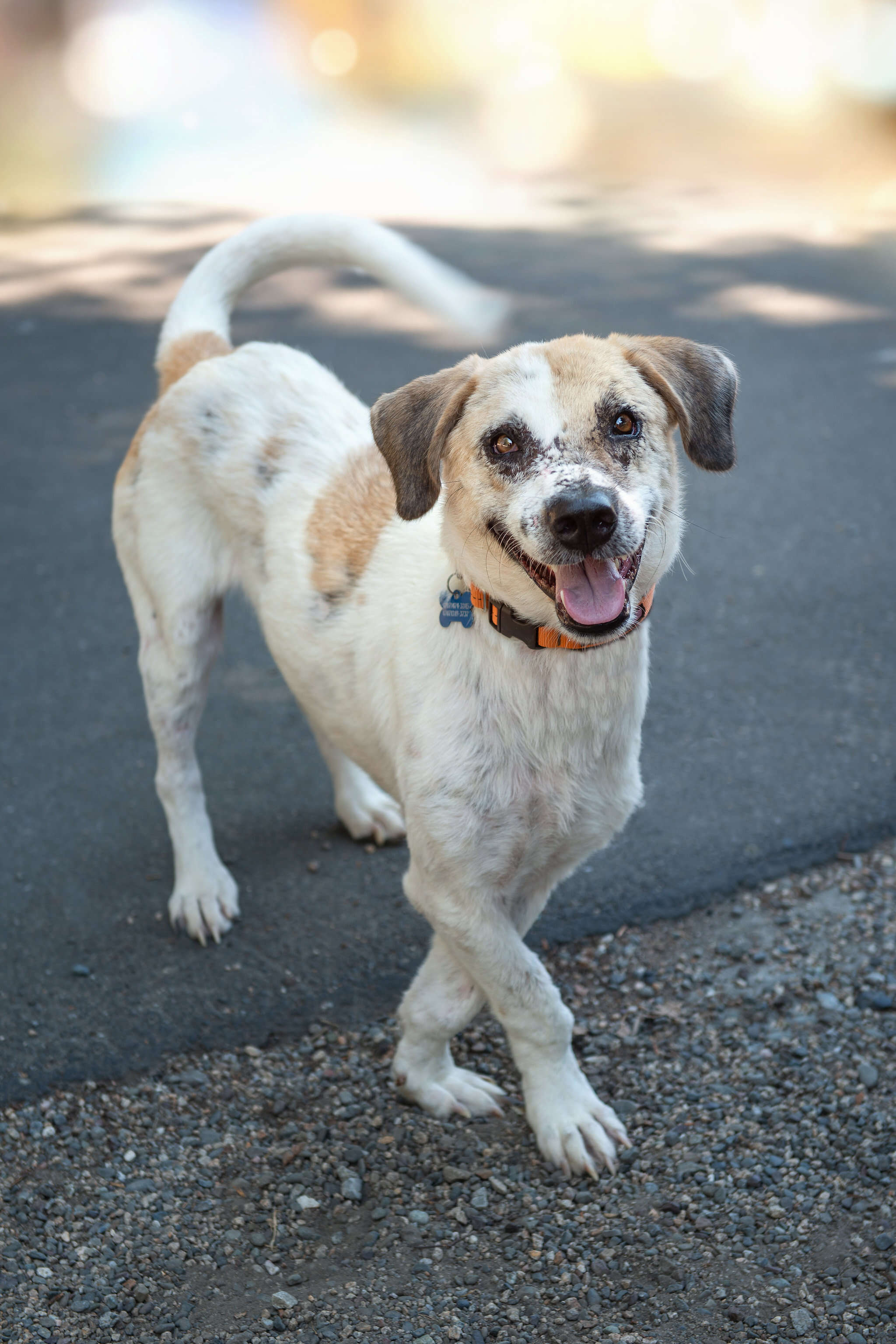 Happy dog standing on road