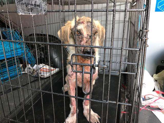 Hairless dog in transport container