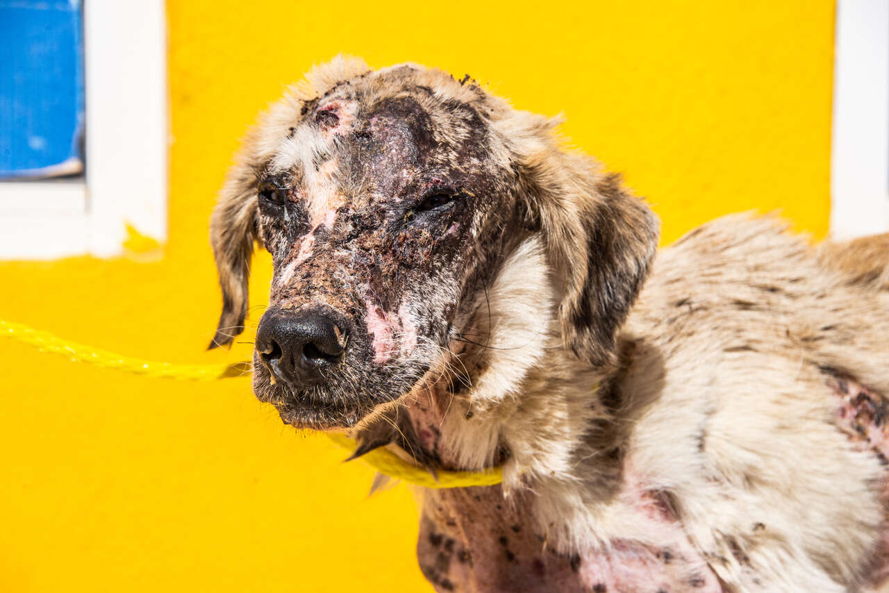 Dog with mange all over his body