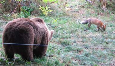 Wild fox visiting rescued bears at sanctuary