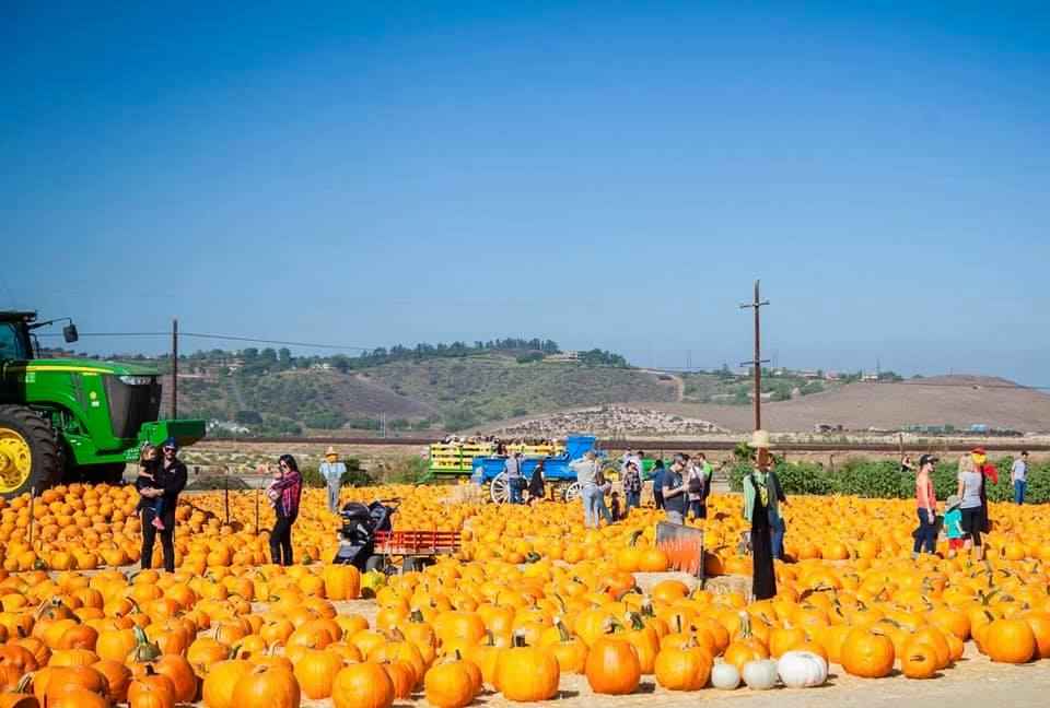 Best Pumpkin Patches In Los Angeles Places For Picking Best Pumpkin Patches In Los Angeles Places For Picking La Thrillist