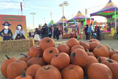 Shawn's Pumpkin Patch