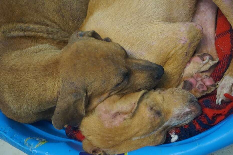 Bonded dogs sharing bed in shelter kennel