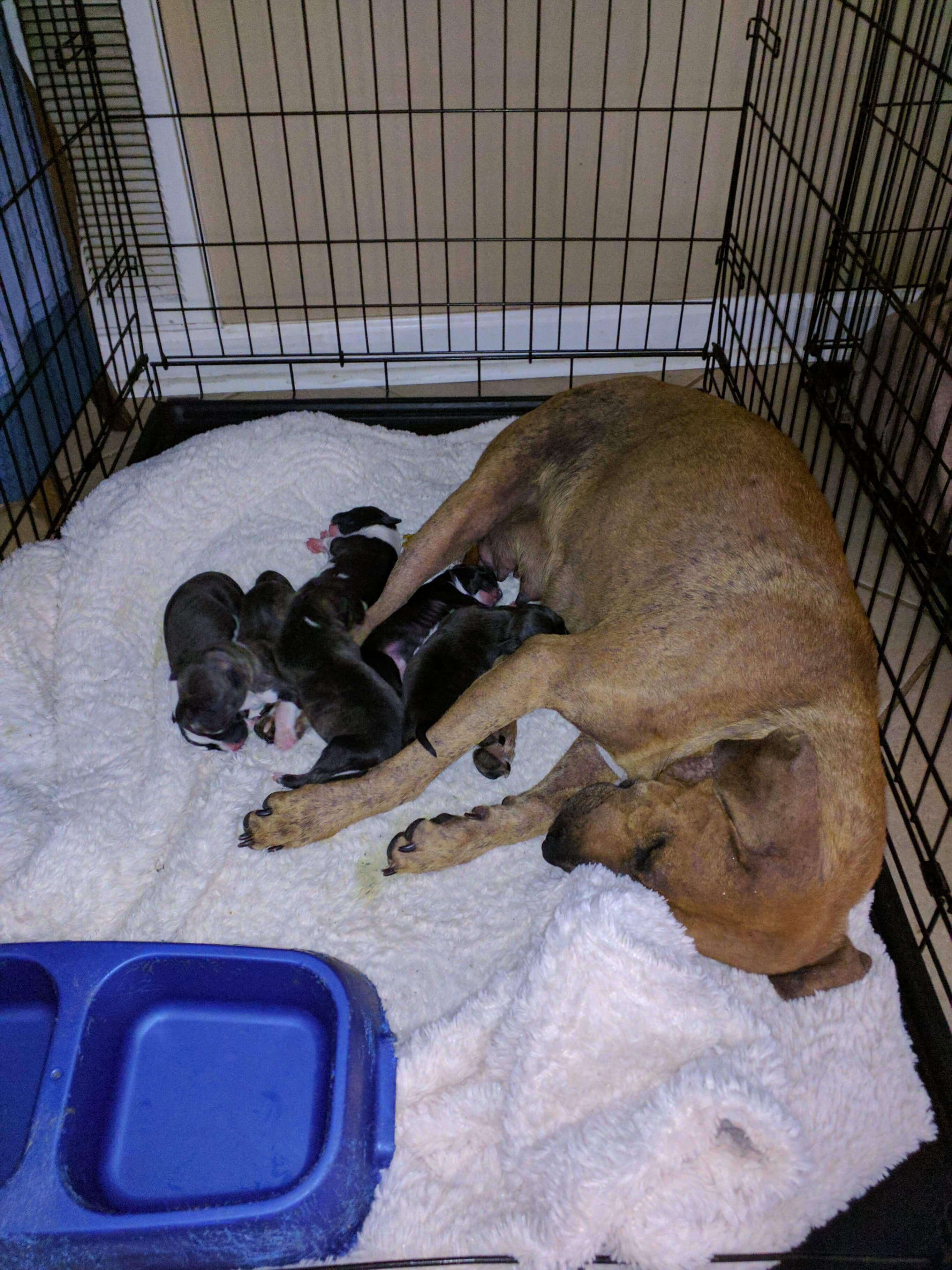 Mother dog with her newborn puppies