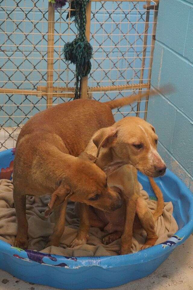 Bonded dogs sharing the same bed