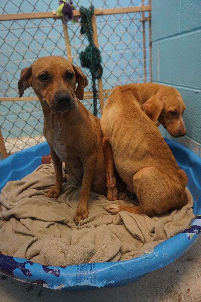 Bonded dogs sharing a bed in a shelter kennel