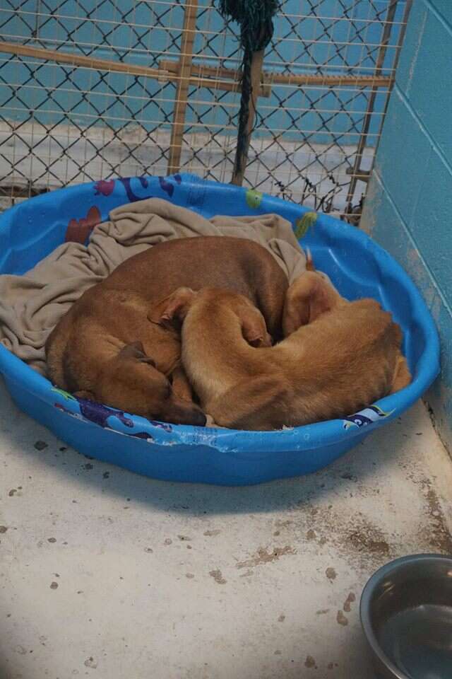 Bonded dogs curled up in the same bed