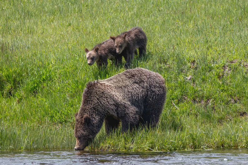 Grizzly bear family taking a drink of water in Yellowstone National Park 