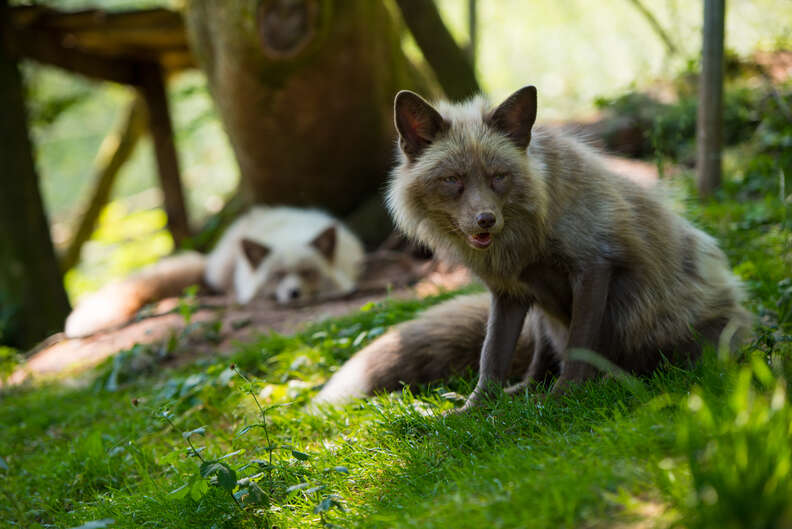 Fox couple at sanctuary