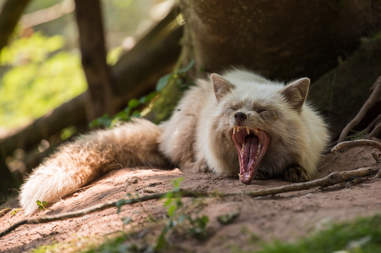 Pastel fox saved from Dutch fur farm