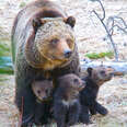 Yellowstone grizzly bear mother with three cubs
