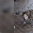 Sick husky inside shelter kennel