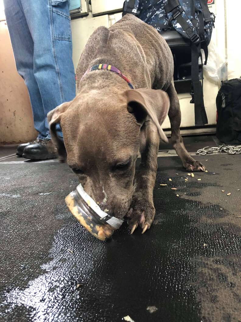 Lulu the Puppy eats food after being untied