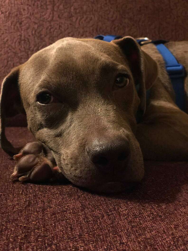 Lulu the dog rescued from a Wisconsin train