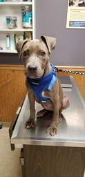 Lulu visits the vet with her new family