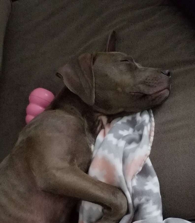 Lulu the puppy fast asleep in her forever home