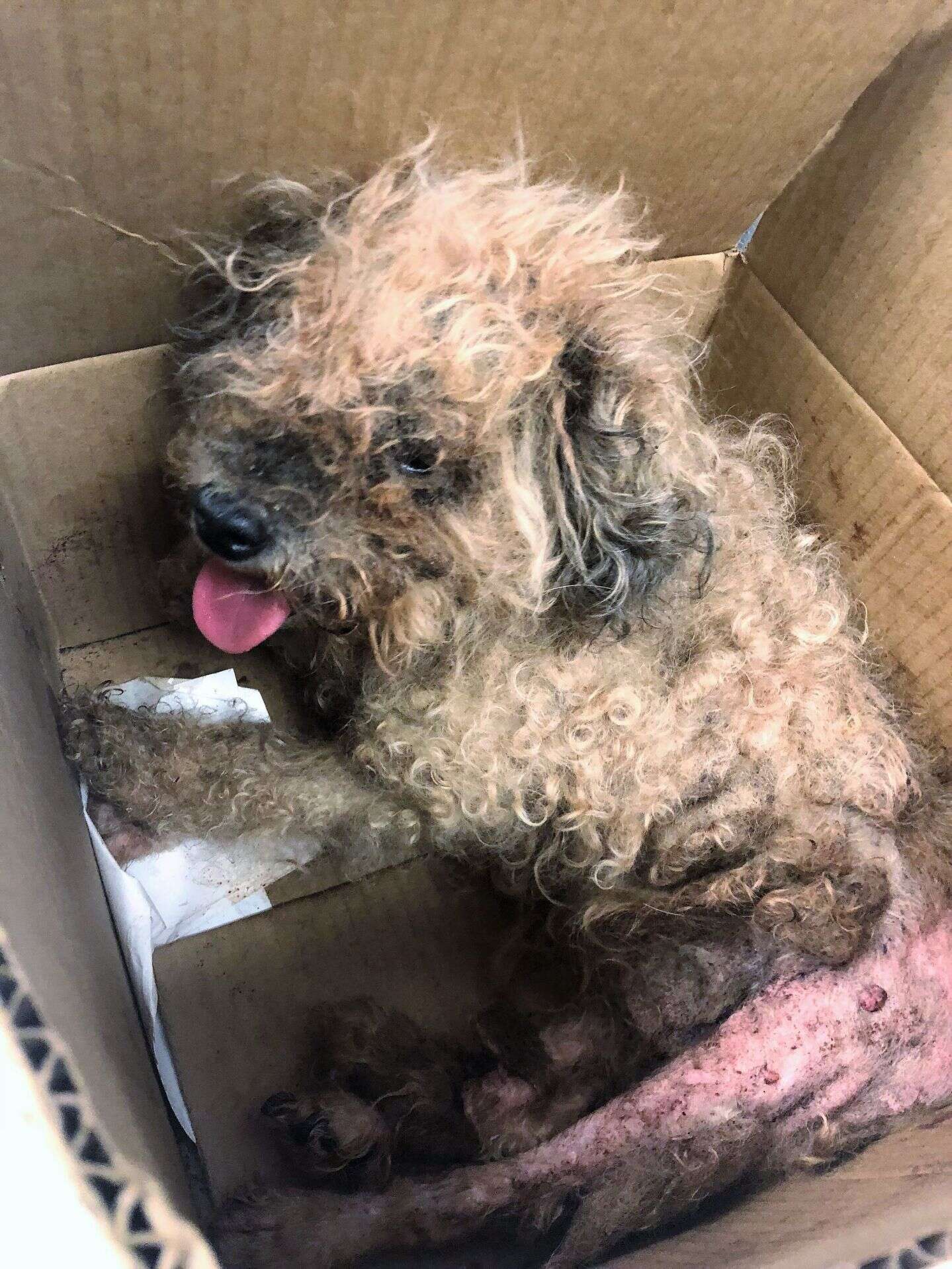 Halle the dog abandoned in cardboard box