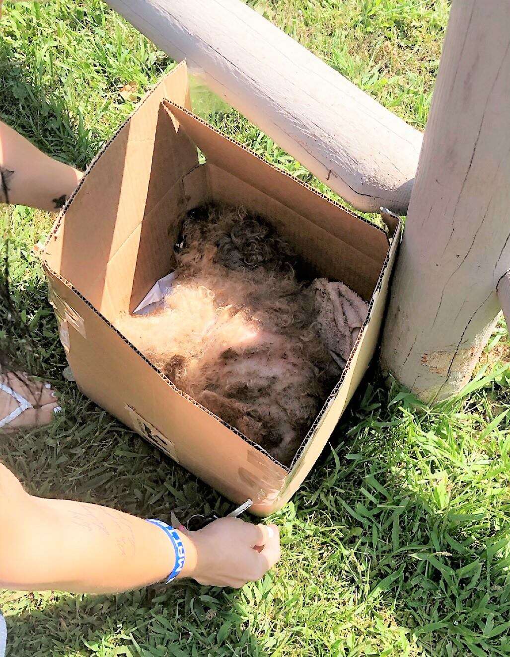 Volunteer finds poodle in box outside New Jersey shelter