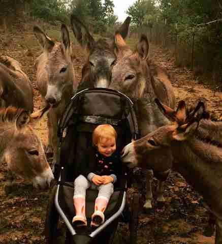 Donkeys bonding with little girl at sanctuary