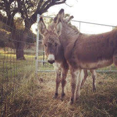 Young donkeys in kill pen in Texas before their rescue